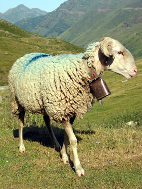 Mouton de Barèges Mouton de Barèges