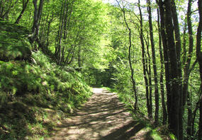 Forêt d'Ayré Forêt d'Ayré