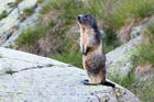 marmotte marmotte