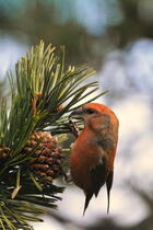 Bec croisé - Crédit Parc national des Pyrénées - Léo Reigne Bec croisé - Crédit Parc national des Pyrénées - Léo Reigne